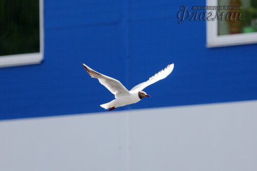 YE1A7141_r